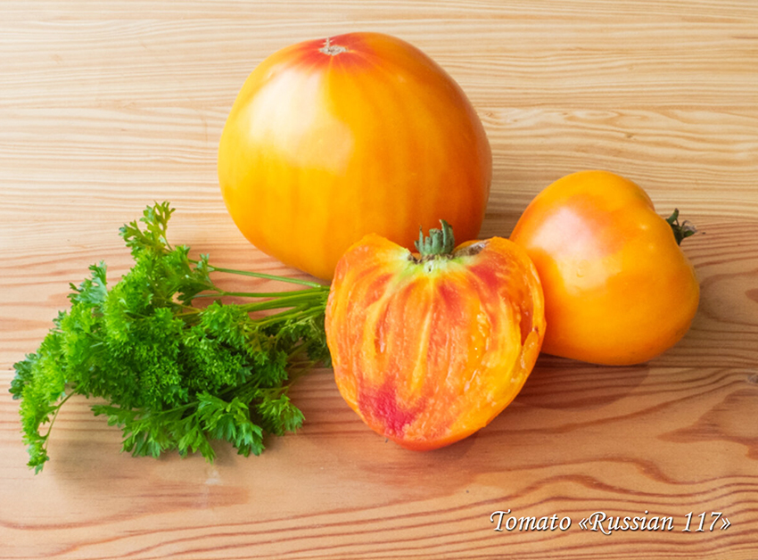 Tomato Russian 117, Томат Русский 117